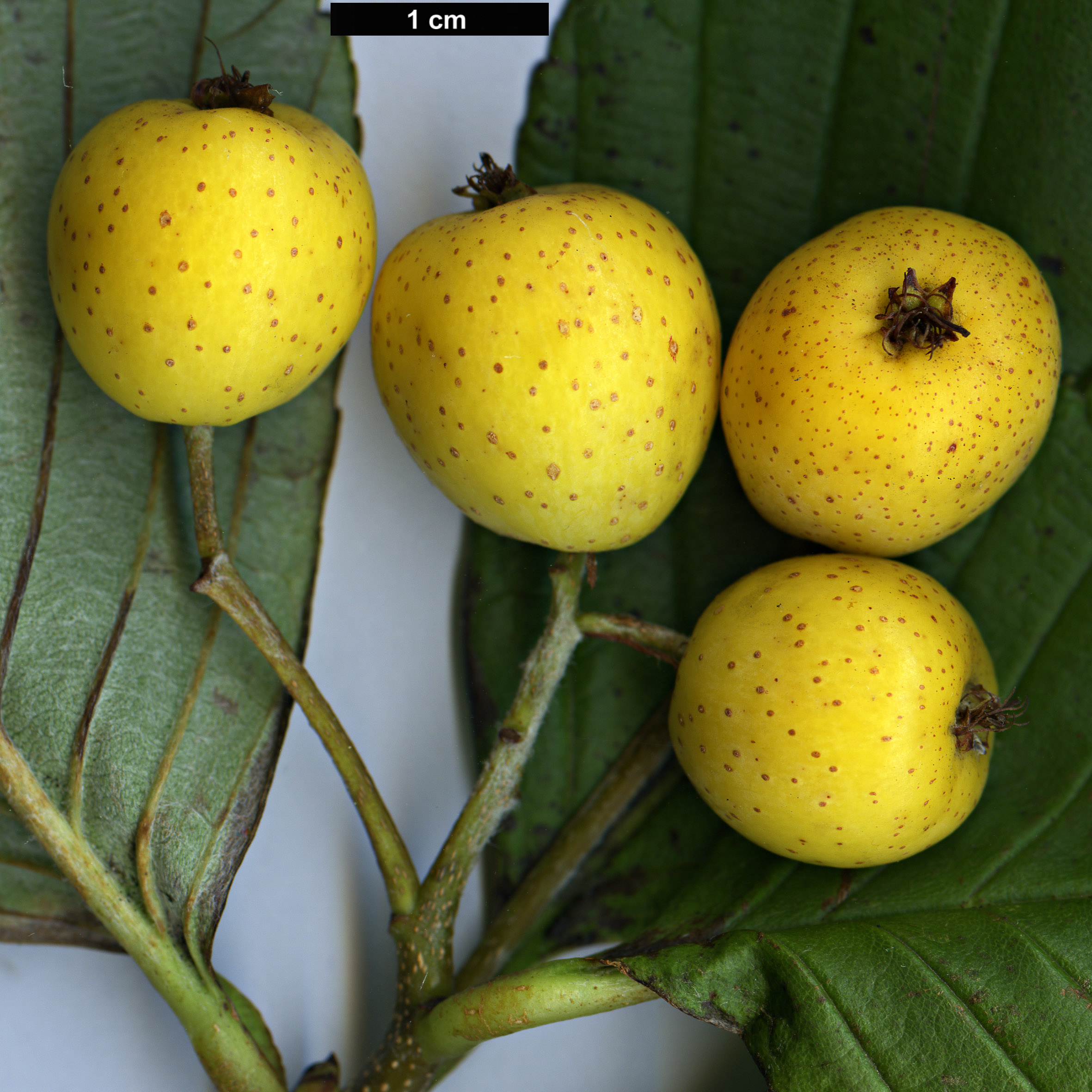 High resolution image: Family: Rosaceae - Genus: Sorbus - Taxon: karchungii